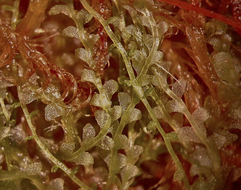 Calypogeia sphagnicola